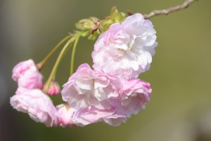 20160413ショウゲツ 　(松月)サクラが開花しました (2)